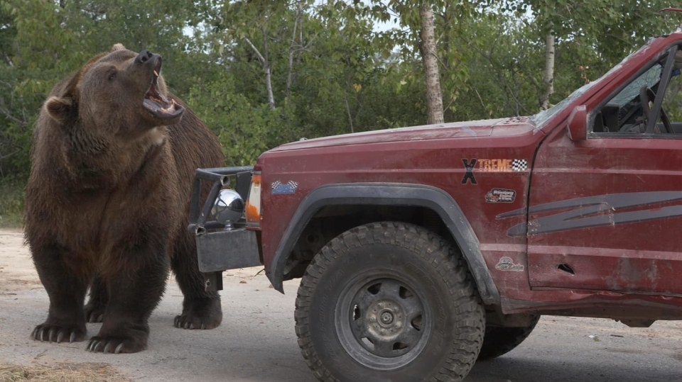 Grizzly: Pomsta šelmy